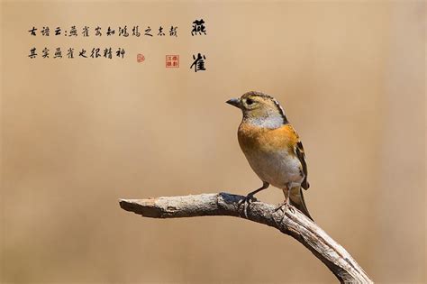 燕雀安知鴻鵠之志哉|燕雀安知鴻鵲之志哉:譯文,全文,注釋,譯文,賞析,